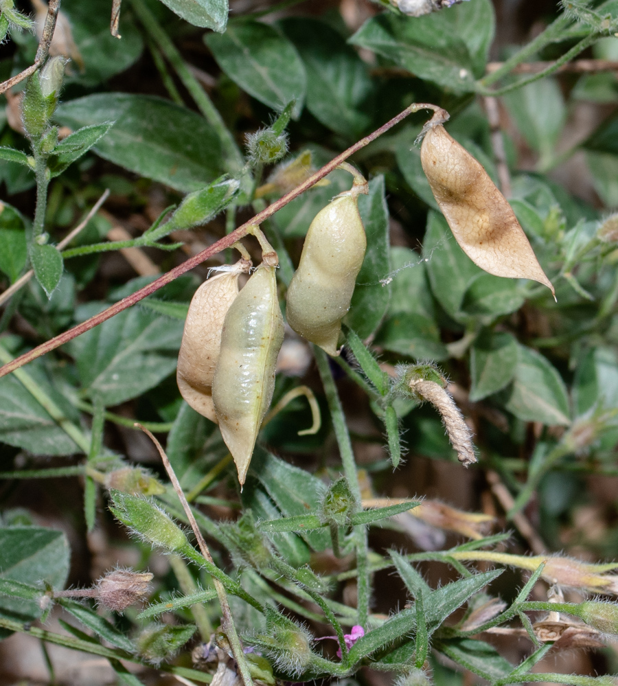 Изображение особи Vicia palaestina.