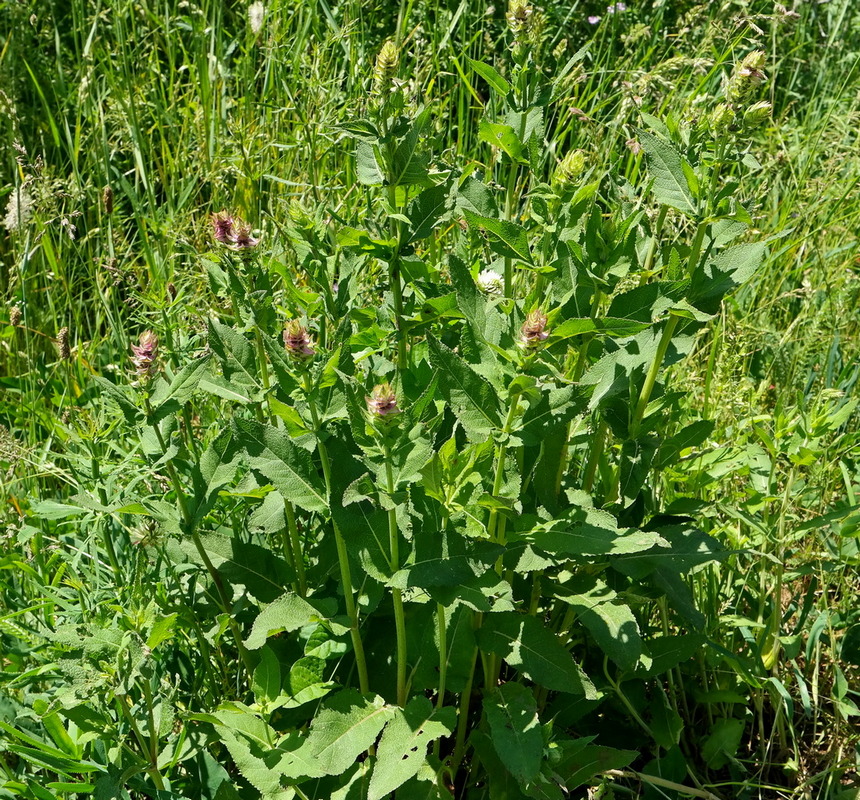 Изображение особи род Salvia.