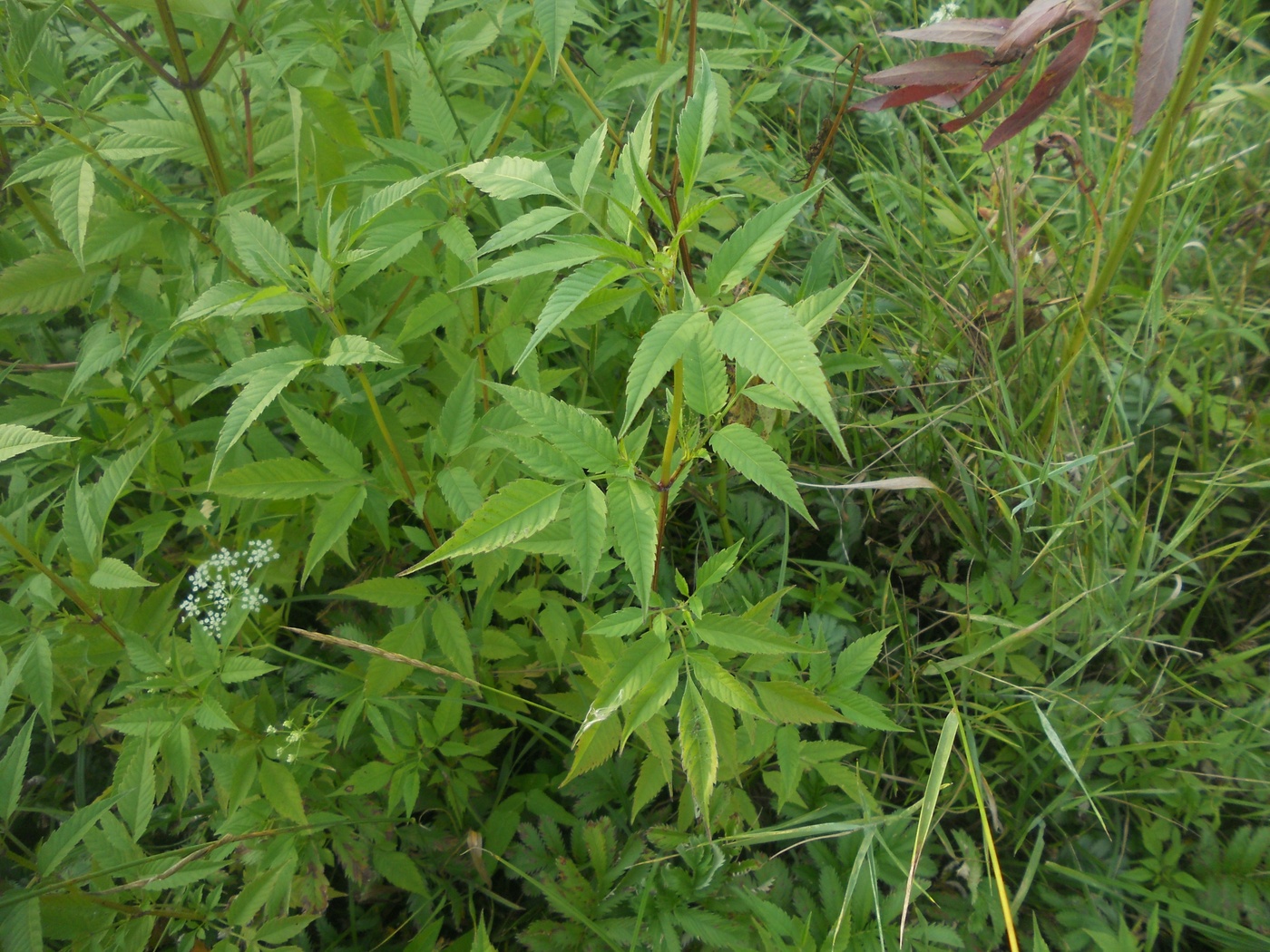 Image of Bidens frondosa specimen.