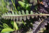 Pedicularis sceptrum-carolinum