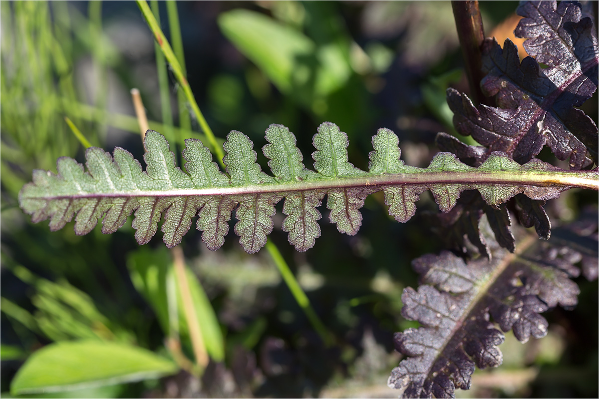 Изображение особи Pedicularis sceptrum-carolinum.