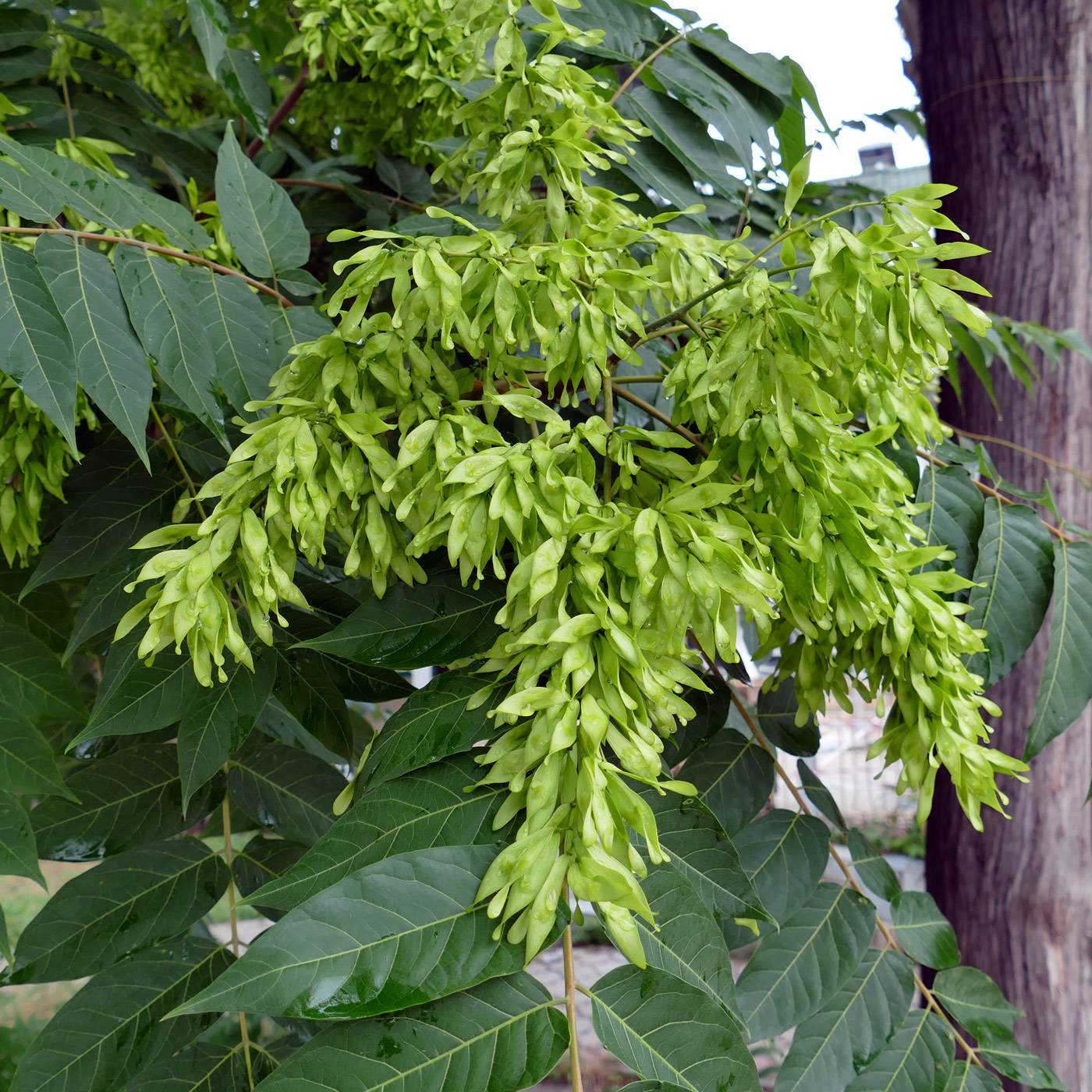 Изображение особи Ailanthus altissima.