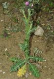 Carduus beckerianus. Цветущее растение. Азербайджан, Гобустанский заповедник. 10.04.2010.