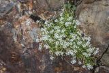 Cerastium polymorphum