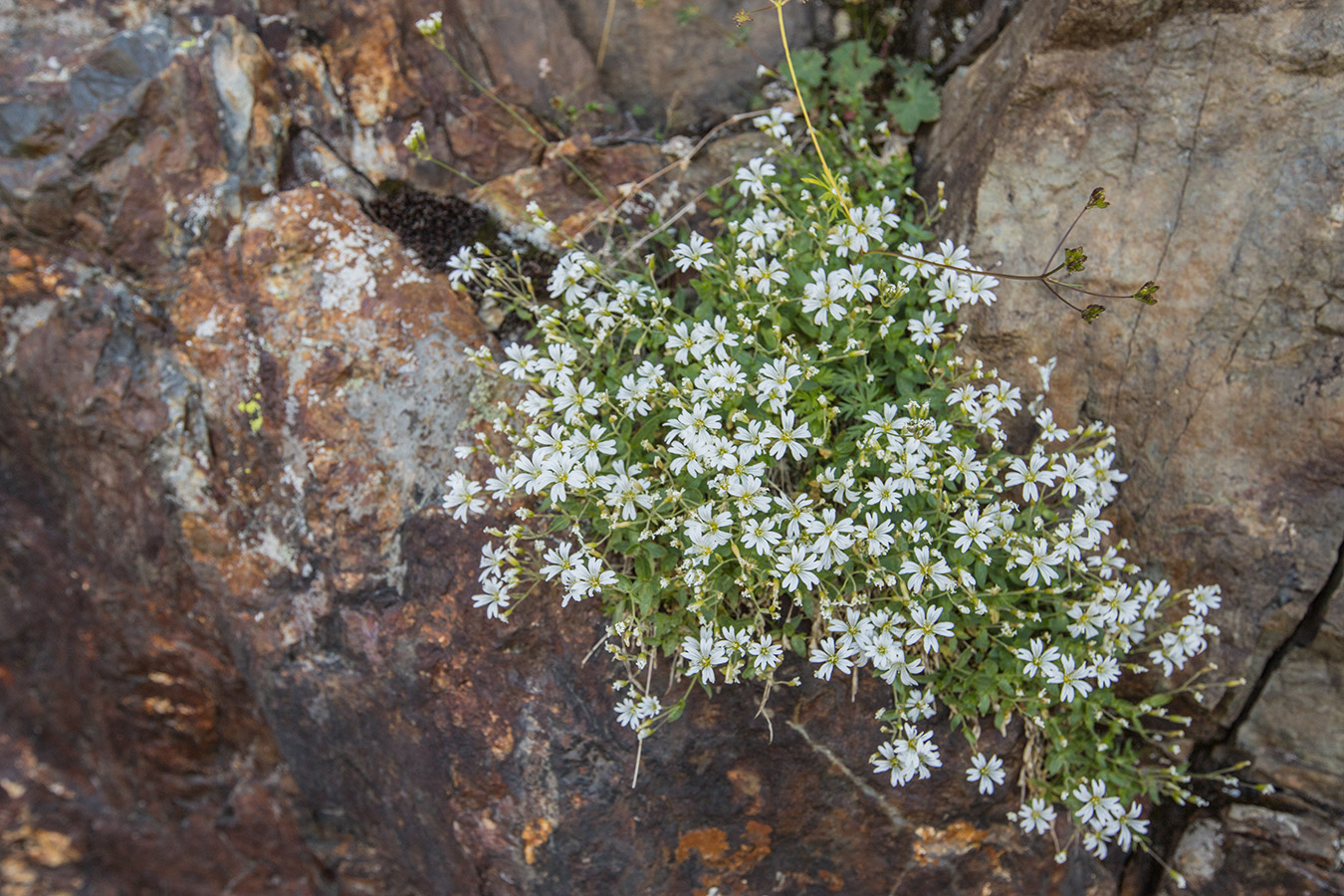 Изображение особи Cerastium polymorphum.