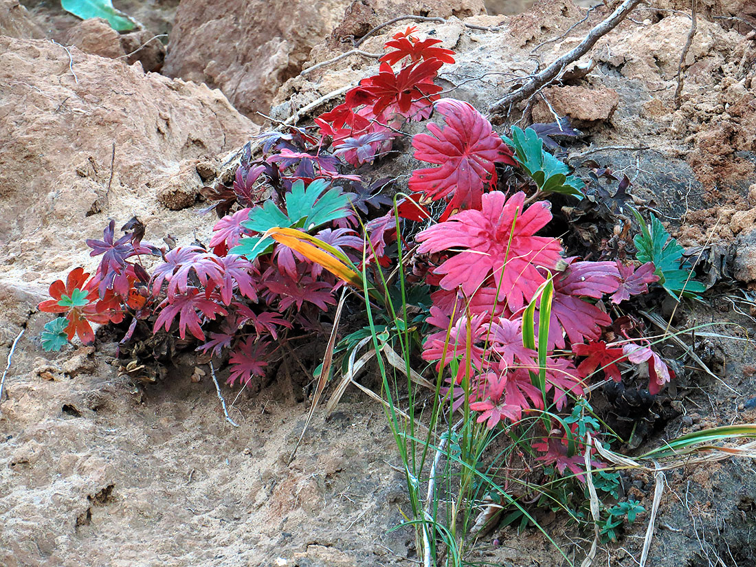 Изображение особи Geranium sanguineum.