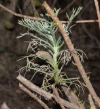 Hymenolepis crithmifolia