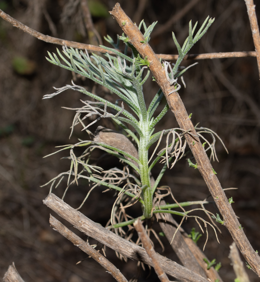 Image of Hymenolepis crithmifolia specimen.