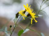 Hieracium umbellatum. Общее соцветие. Ленинградская обл., г. Выборг, парк \"Монрепо\", берег бухты Защитная, замшелая гранитная скала. 26.09.2020.