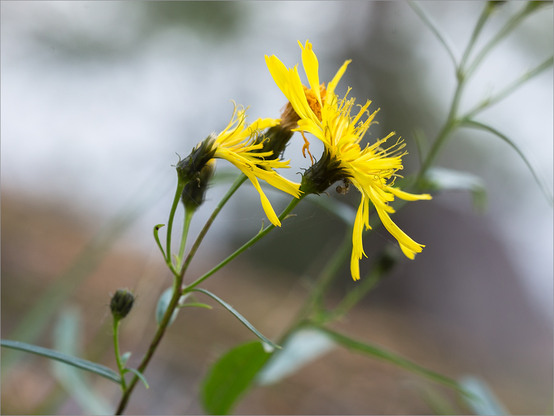 Изображение особи Hieracium umbellatum.