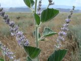 Psoralea drupacea