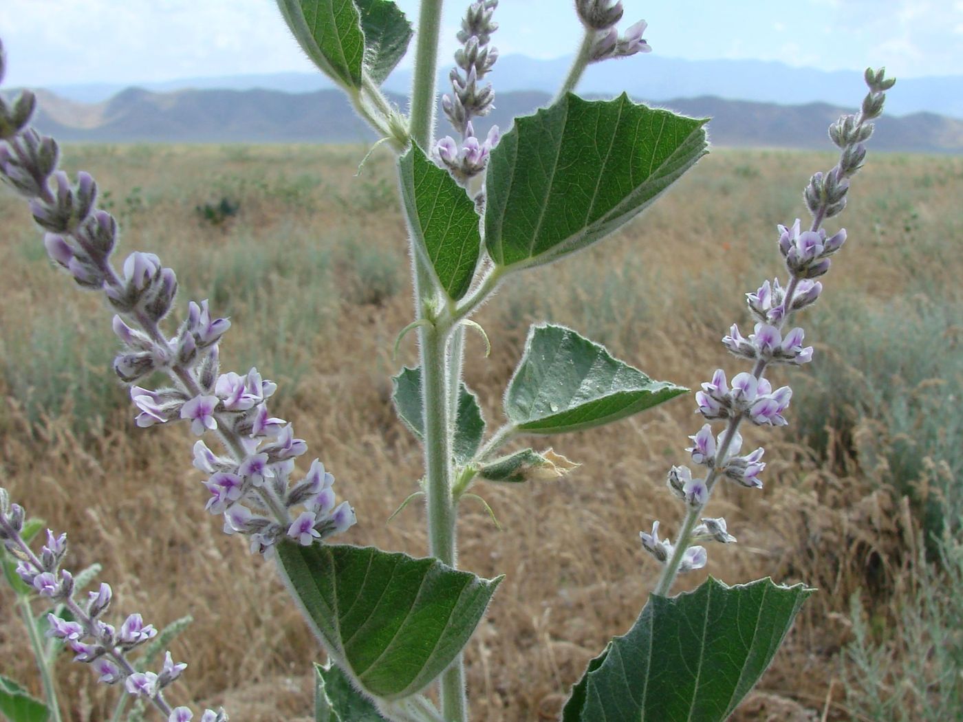 Изображение особи Psoralea drupacea.