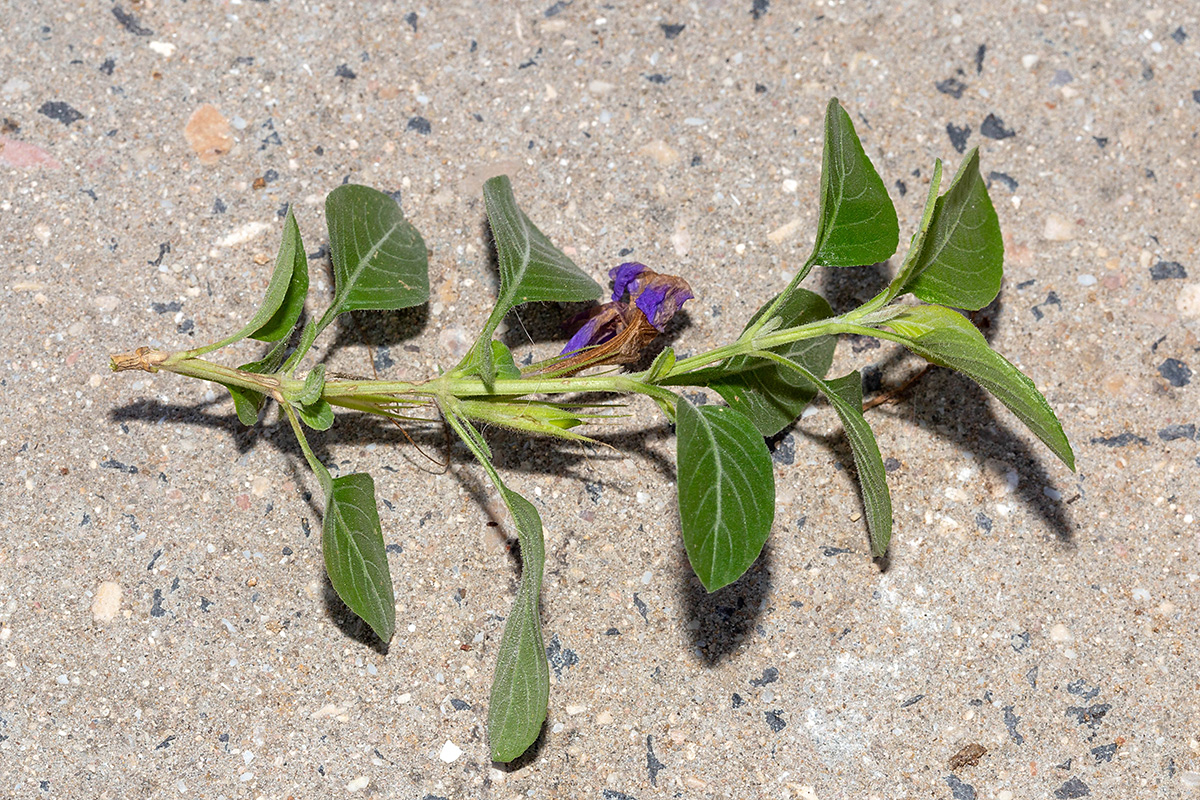 Image of Dyschoriste thunbergiiflora specimen.