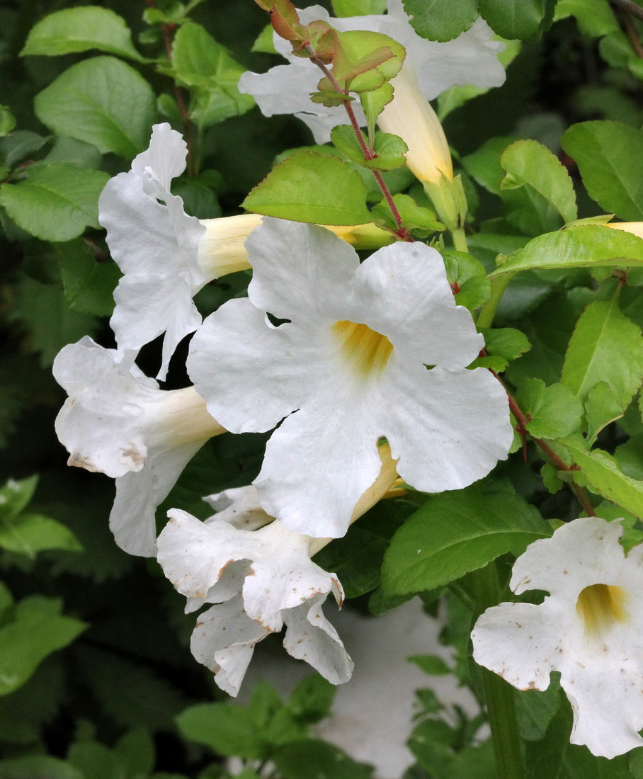 Image of Incarvillea delavayi specimen.