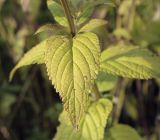 Nepeta grandiflora