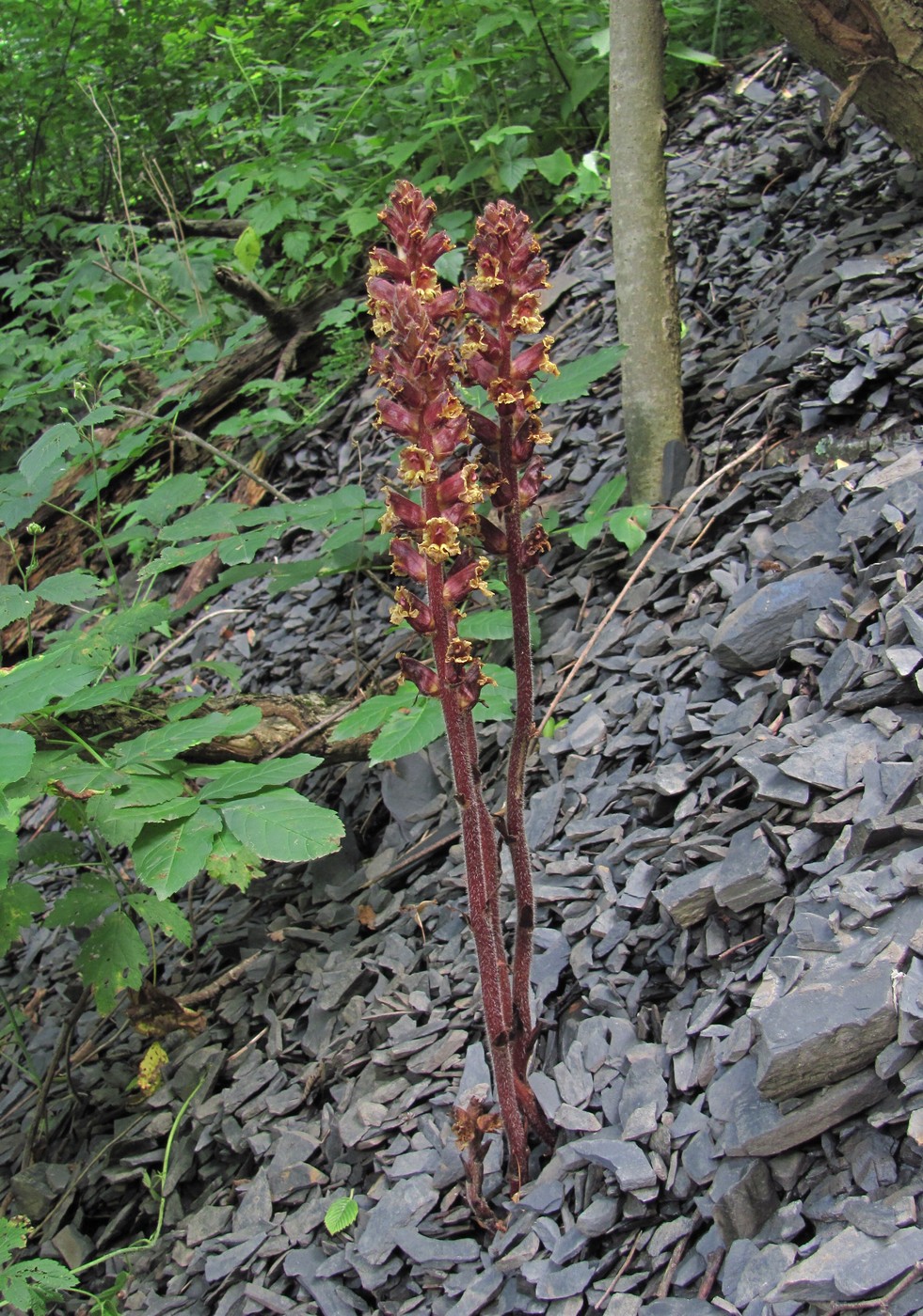 Изображение особи Orobanche laxissima.