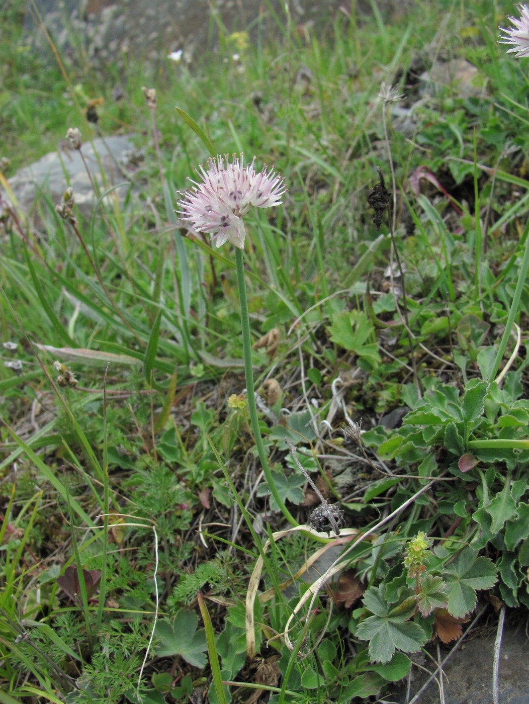 Изображение особи Allium pseudostrictum.