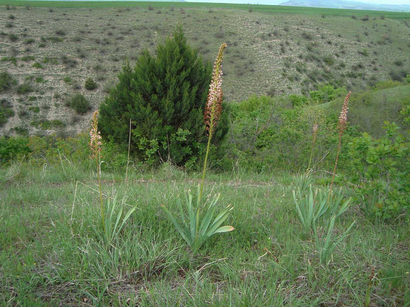 Изображение особи Eremurus azerbajdzhanicus.