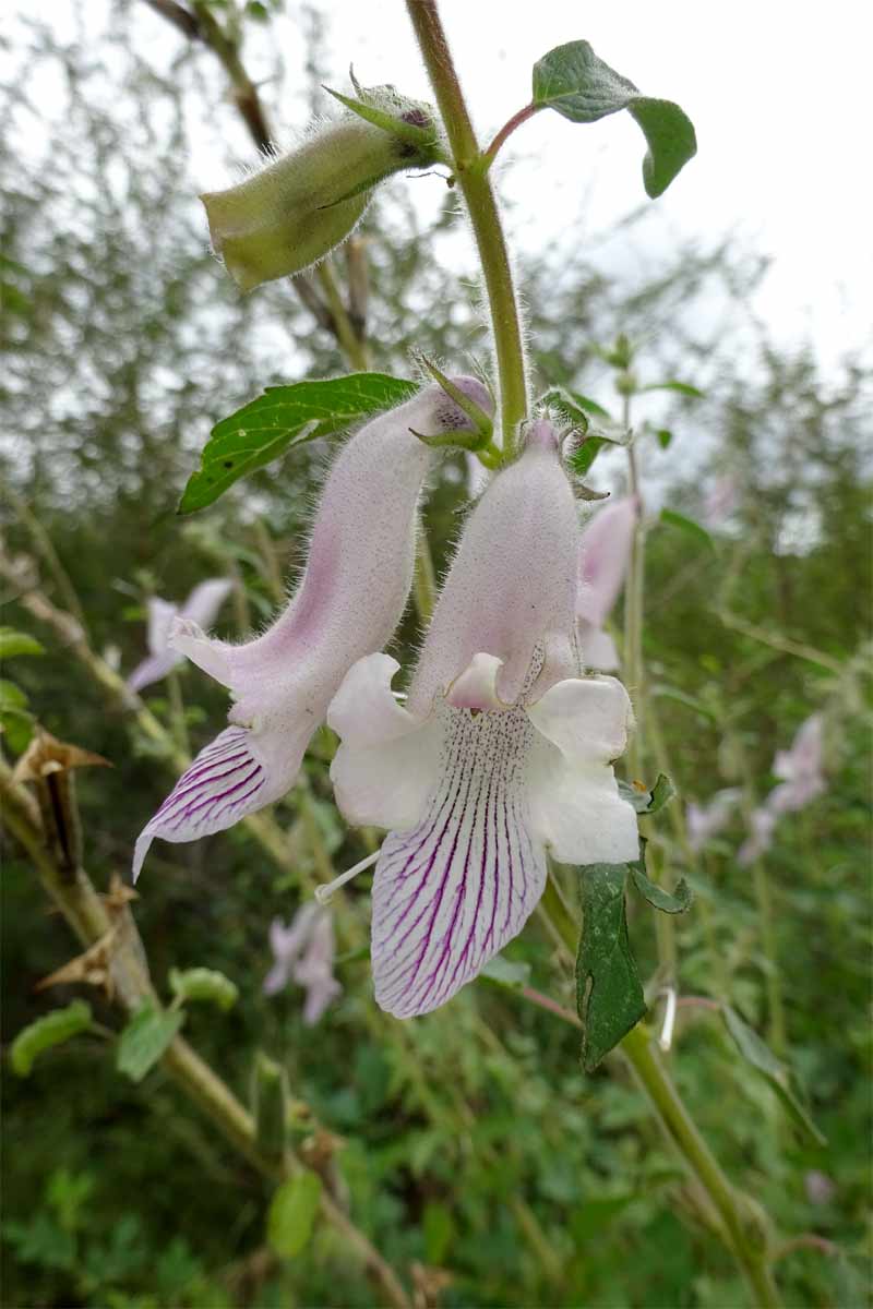 Изображение особи Ceratotheca triloba.