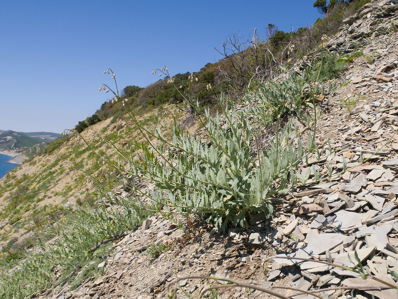 Image of Oberna crispata specimen.