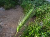 Hordeum murinum