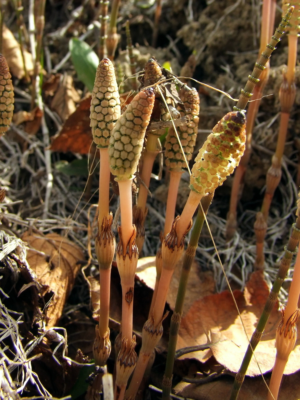 Image of Equisetum pratense specimen.