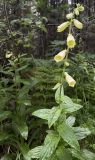 Digitalis grandiflora