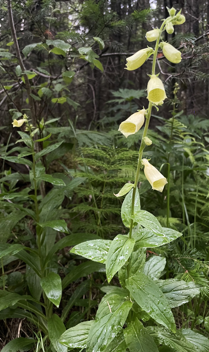 Изображение особи Digitalis grandiflora.