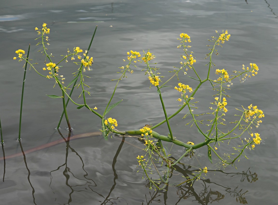 Image of Rorippa amphibia specimen.