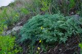 семейство Apiaceae. Вегетирующее растение в сообществе с Ranunculus polyrhizos и Spiraea. Башкортостан, Зилаирский р-н, Верхнегалеевский сельсовет, окр. дер. Верхнегалеево, долина р. Сакмара, склон каменистого холма. 30 апреля 2022 г.