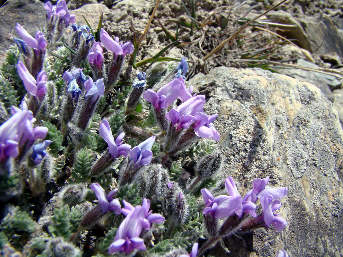 Image of Oxytropis chionobia specimen.