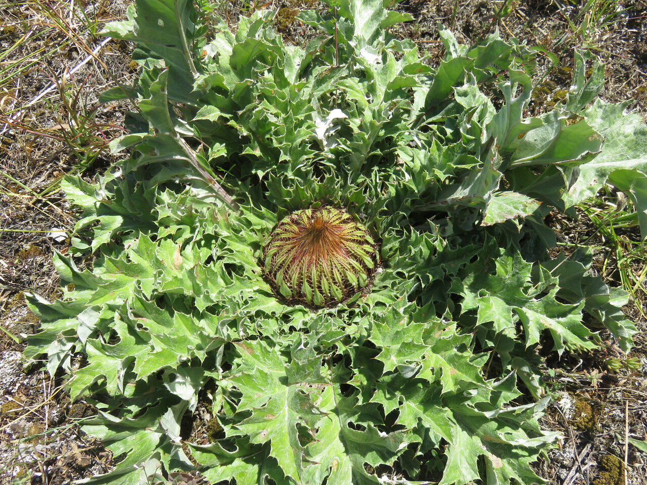 Image of Carlina acanthifolia specimen.