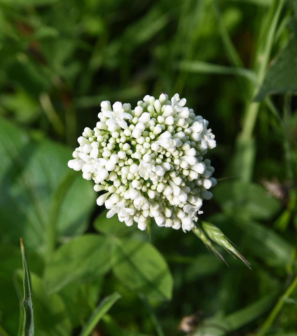 Изображение особи Valeriana tiliifolia.