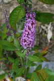 Buddleja davidii. Соцветие. Республика Абхазия, р. Кяласур. 23.08.2009.