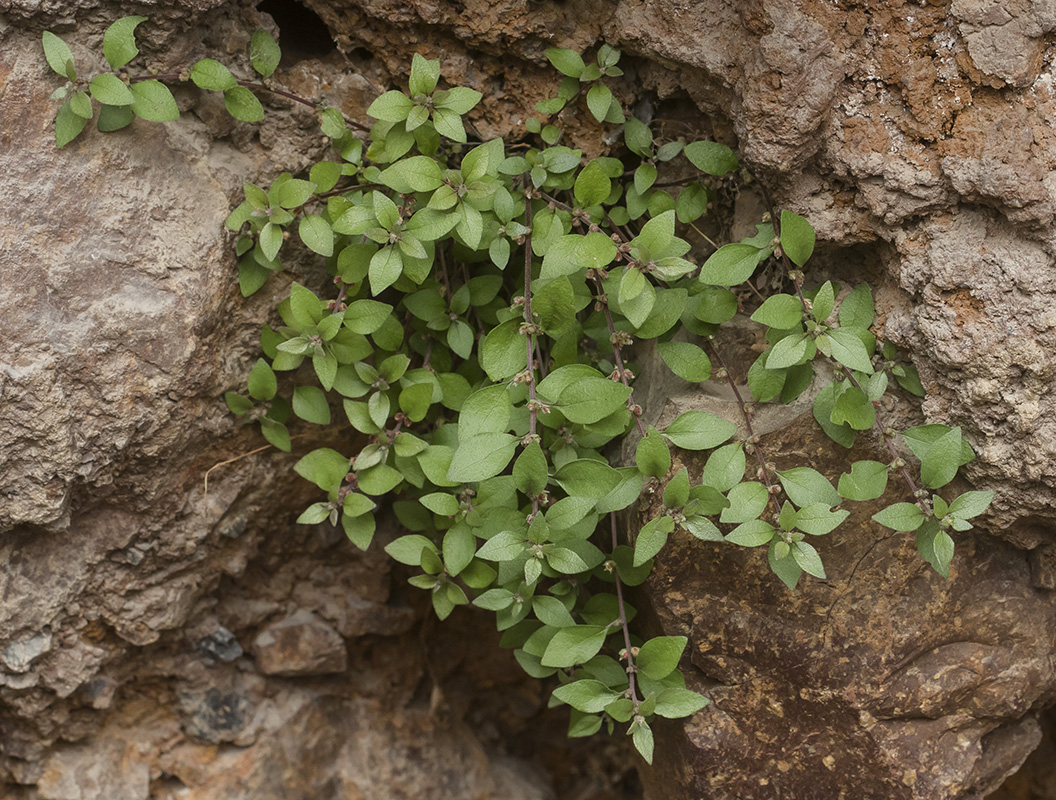 Image of genus Parietaria specimen.