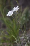 Cerastium arvense