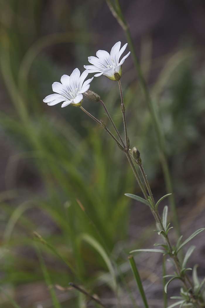 Image of Cerastium arvense specimen.