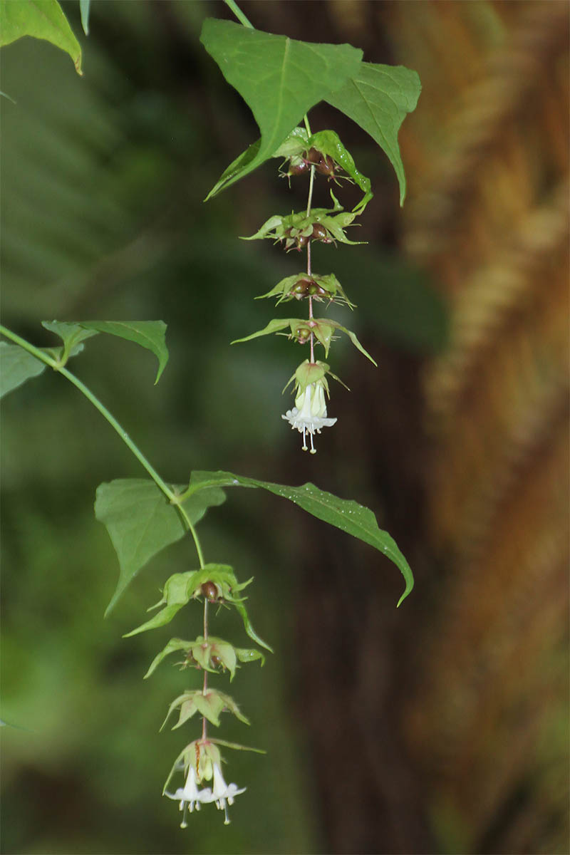 Изображение особи Leycesteria formosa.