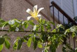 Ceiba insignis. Часть ветки с цветком. Израиль, г. Бат-Ям, в культуре. 24.09.2022.