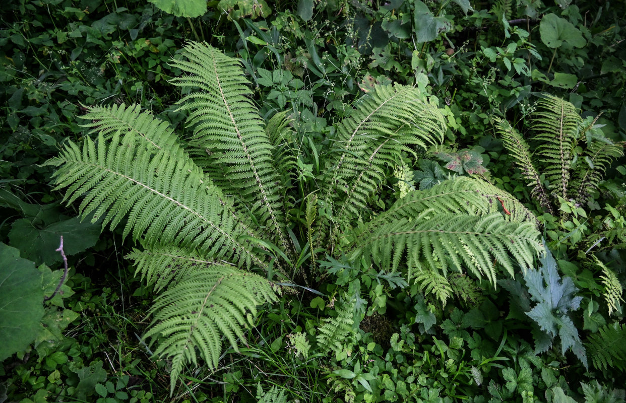 Image of Matteuccia struthiopteris specimen.