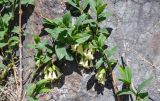 Lonicera hispida. Верхушка ветви с цветками. Алтай, Северо-Чуйский хр., окр. ледника Большой Актру, ≈ 2800 м н.у.м., у подножия скалы. 03.07.2021.