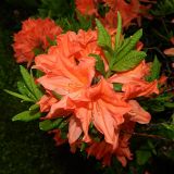 genus Rhododendron. Цветки и верхушки побегов. Санкт-Петербург, Петергоф, парк \"Александрия\", в культуре. Июнь 2022 г.