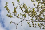 Platanus orientalis