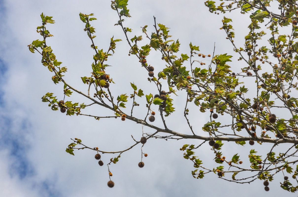 Image of Platanus orientalis specimen.