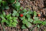 Fragaria vesca