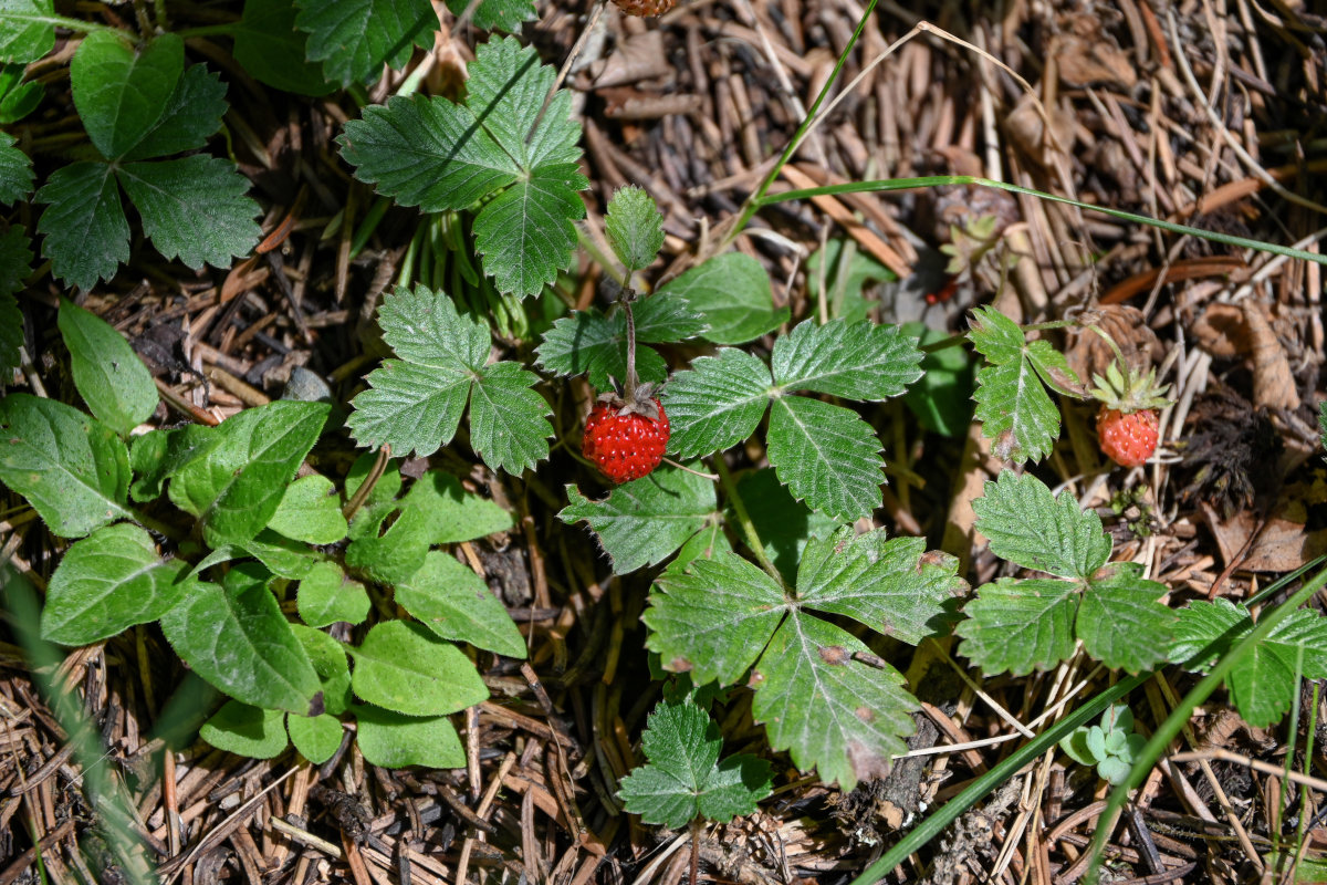 Изображение особи Fragaria vesca.