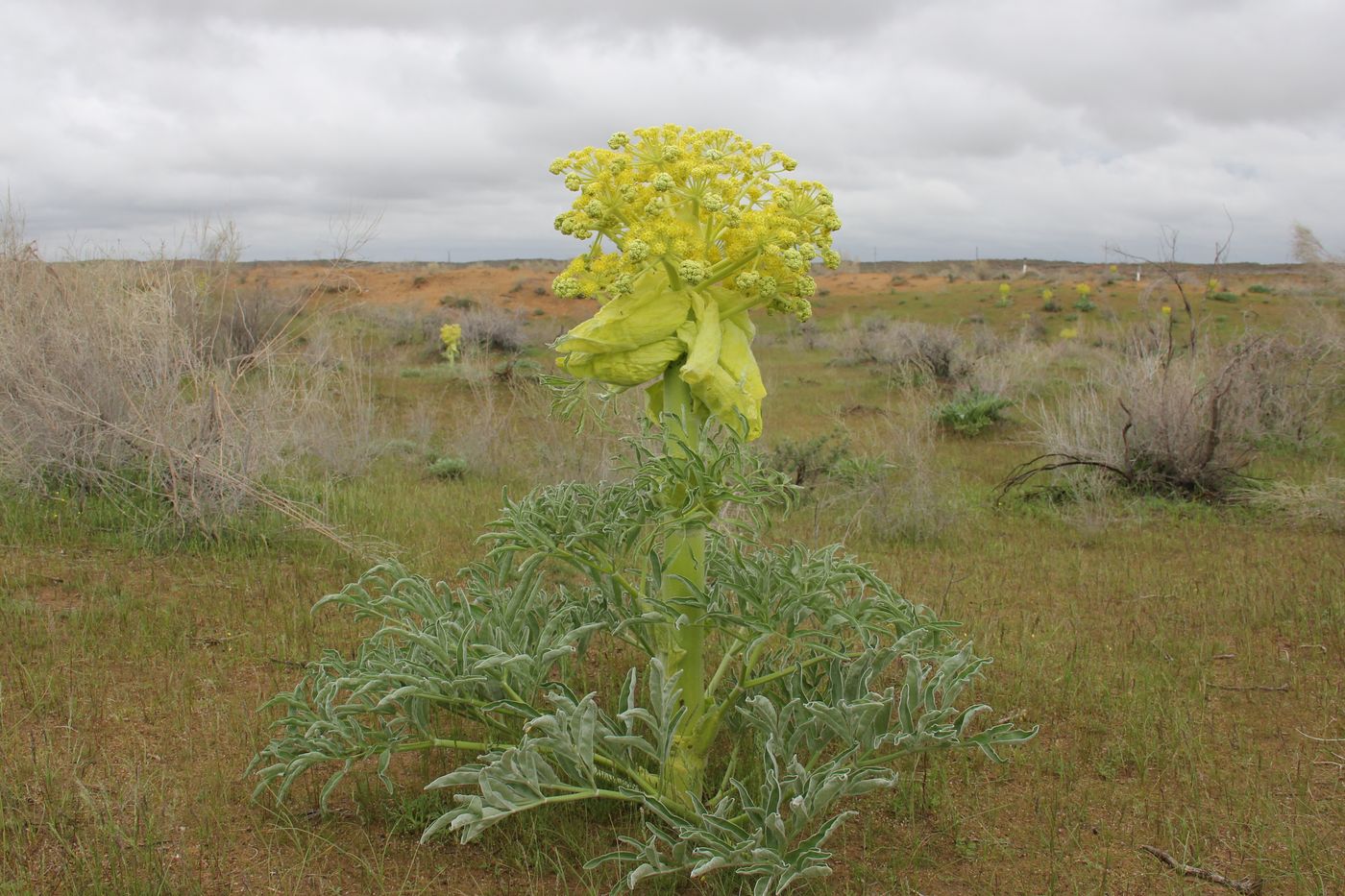 Изображение особи Ferula foetida.