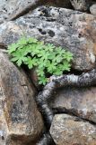 Trollius europaeus. Вегетирующее растение рядом с корнем берёзы (Betula); из куртины торчит веточка Equisetum arvense. Мурманская обл., Кольский р-н, долина р. Юринга ниже моста по дороге на Рыбачий п-ов, пойма, каменная россыпь на берегу реки. 02.08.2022.