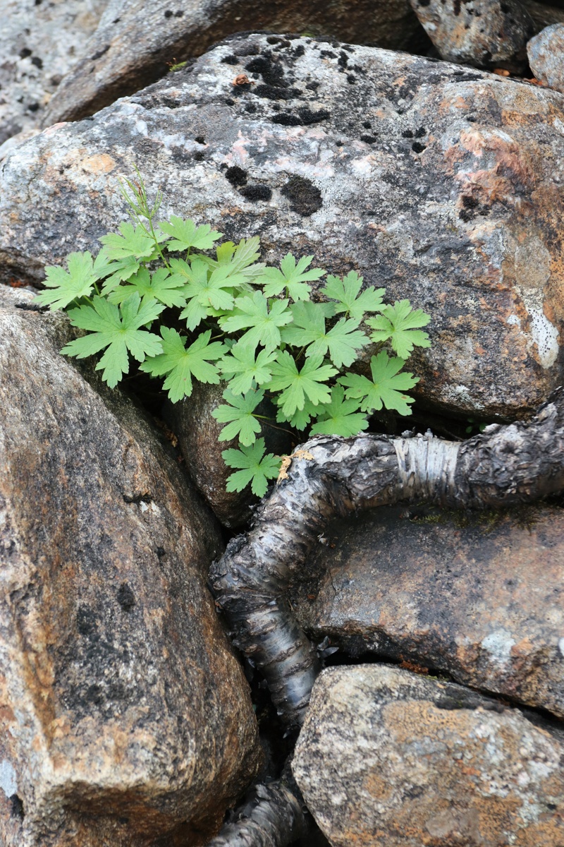 Image of Trollius europaeus specimen.