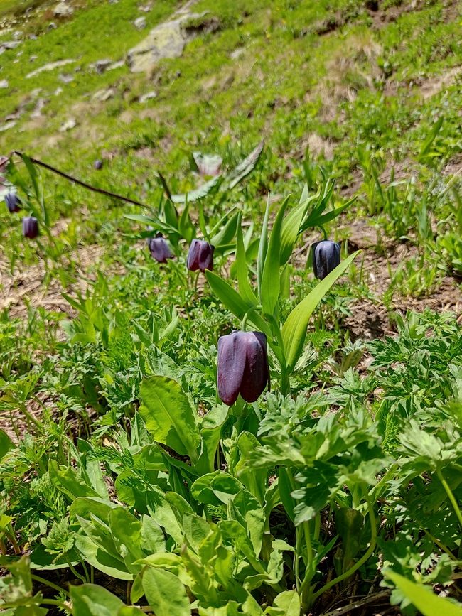 Image of Fritillaria latifolia specimen.